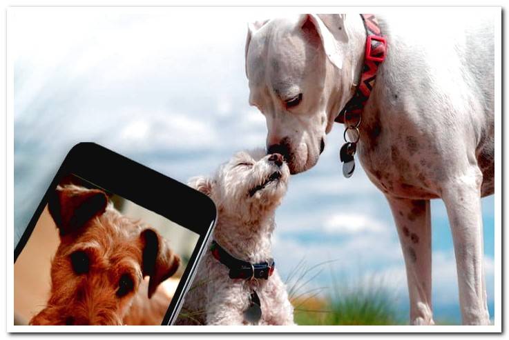 apps-for-dogs