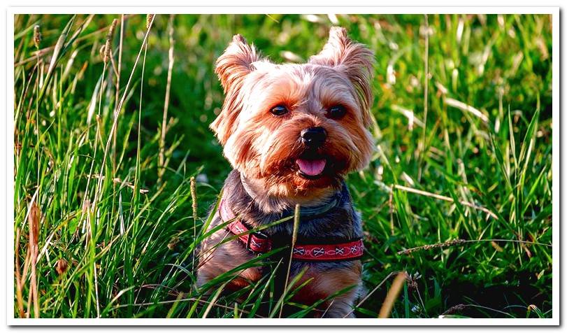 dog-at-home-playing-in-the-garden-with-mosquitoes