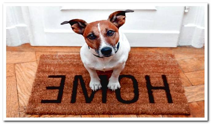 dog at the entrance of the house