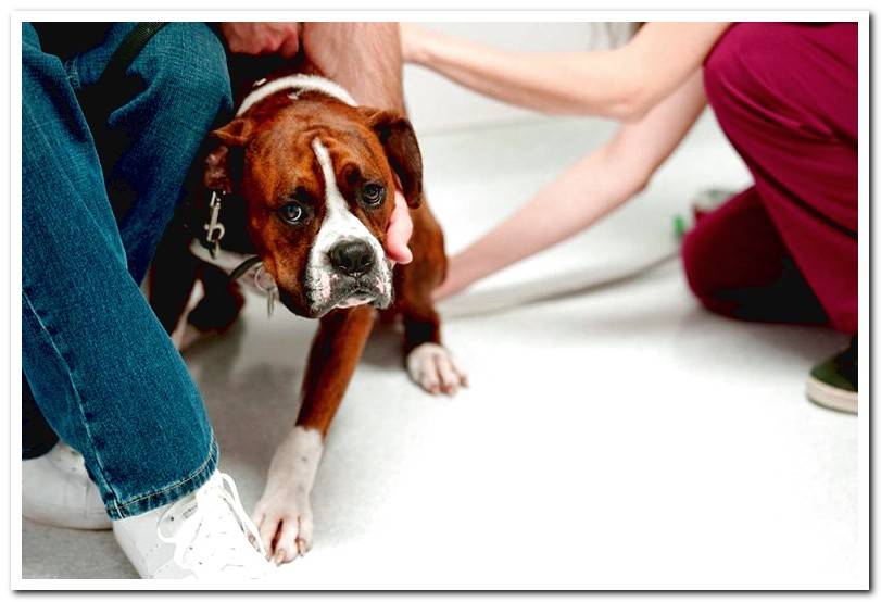 dog-at-the-vet-for-review