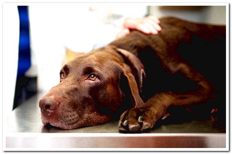 dog at the vet