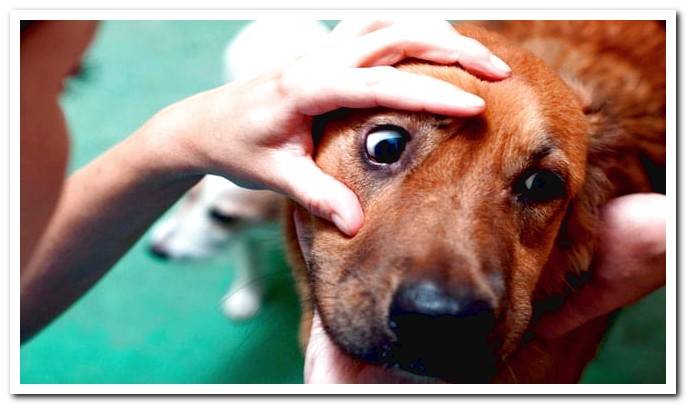 dog at vet