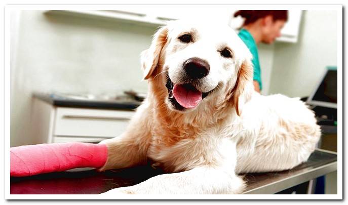 dog in veterinary consultation for diabetes test