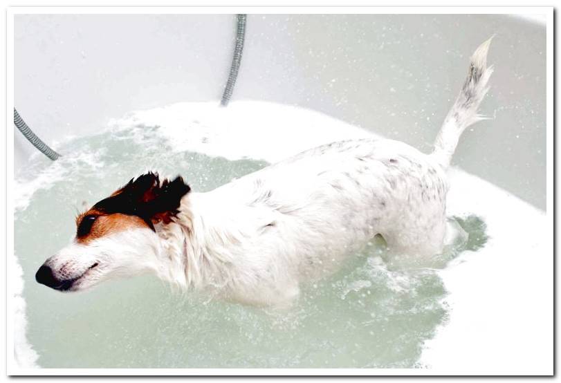 dog-bathing-in-a-bathtub