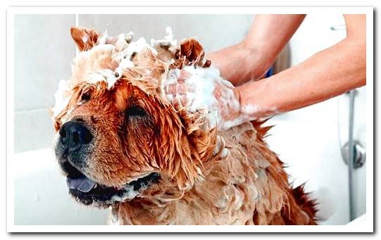 dog bathtub