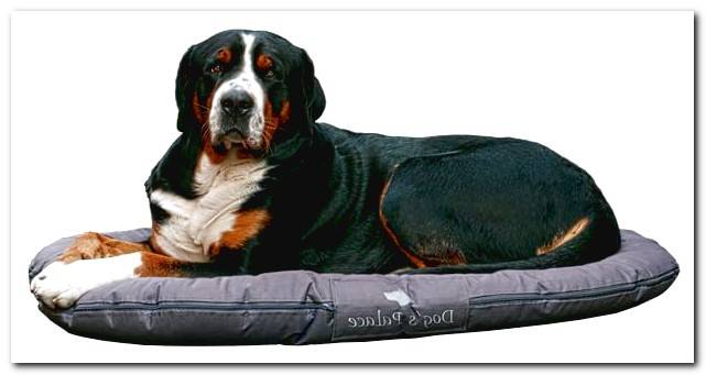 dog lying on his new bed