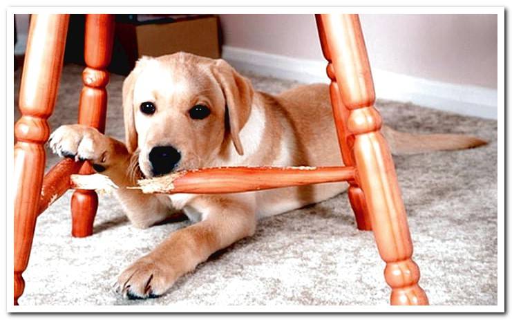 dog-biting-a-chair