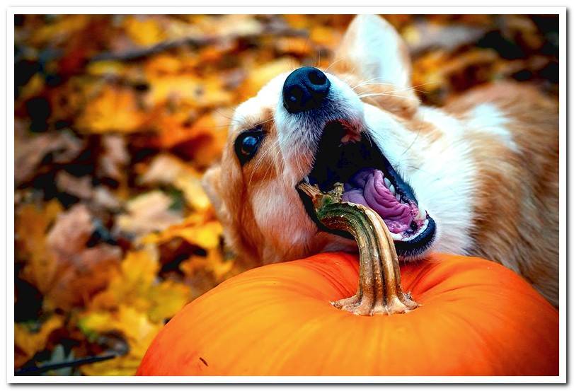 dog-biting-a-pumpkin