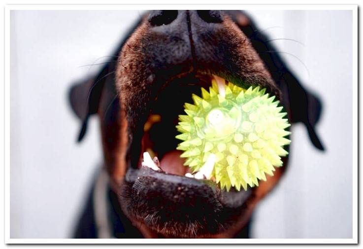 dog-biting-a-sensory-ball