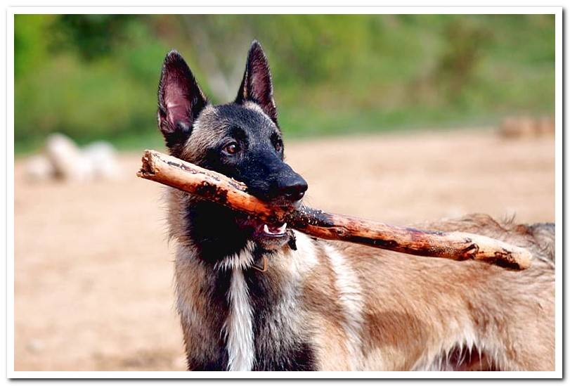 dog-biting-a-stick