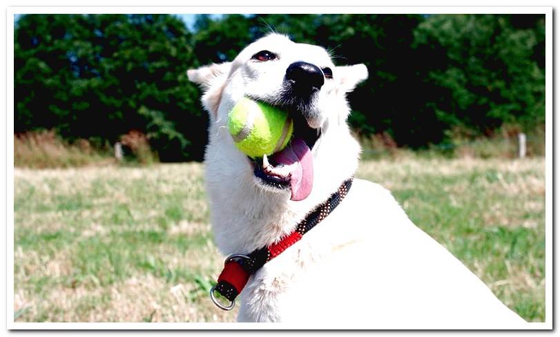 dog-biting-a-tennis-ball