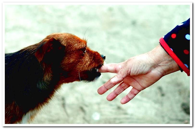 dog-biting-hand