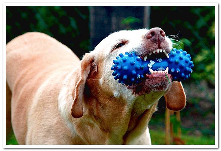 dog-biting-toy