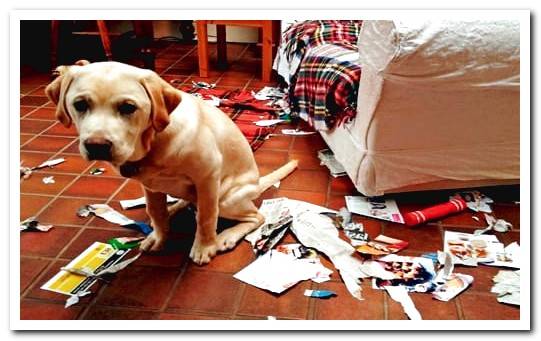 My dog breaks things and destroys the house - Solutions - Dogsis
