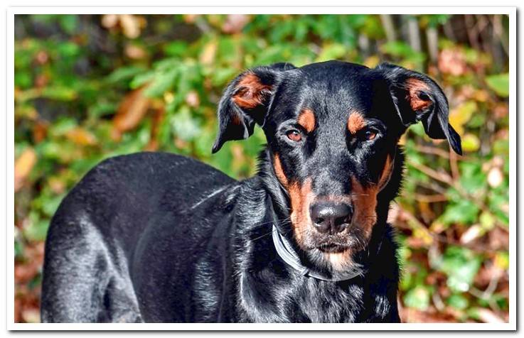 dog-of-breed-beauceron