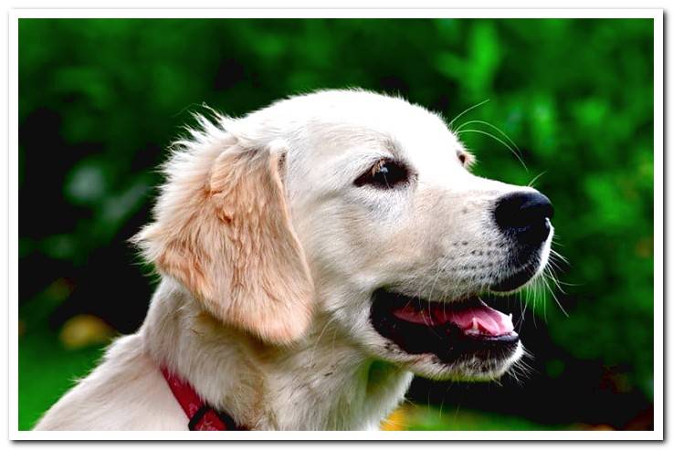 golden-breed-dog