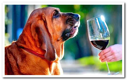 dog smelling wine