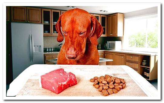 dog choosing between meat and feed