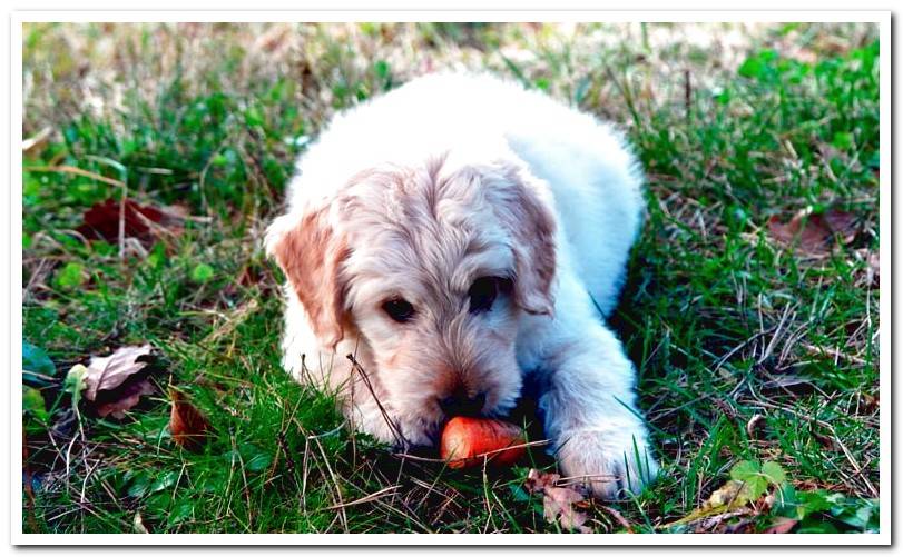 dog eating carrot