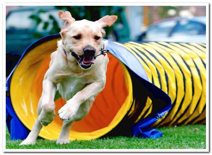 dog-leaving-the-tunnel-of-agility