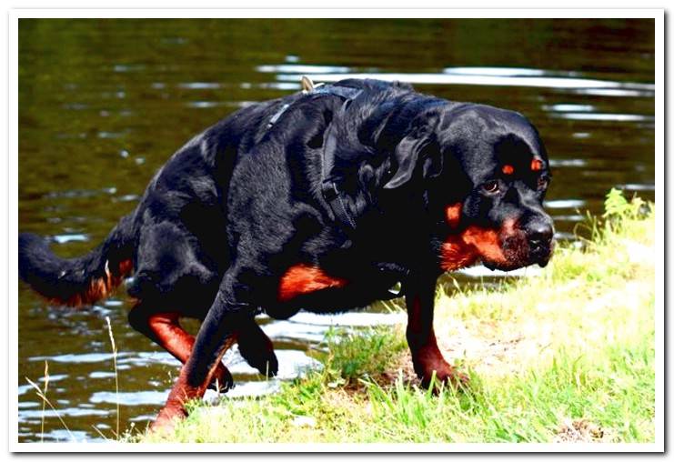 dog-getting-out-of-the-water-after-swimming