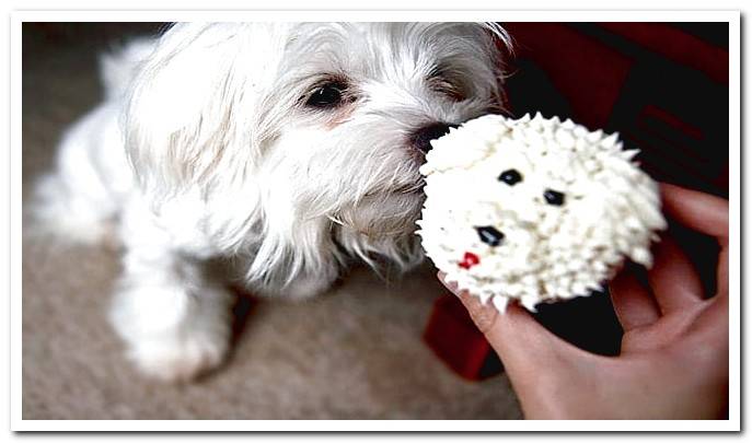 dog cupcakes