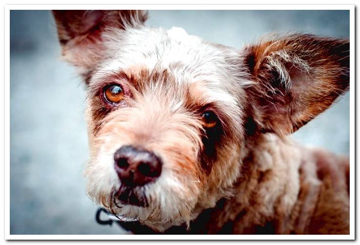 dog-diagnosed-with-lost-gaze-epilepsy