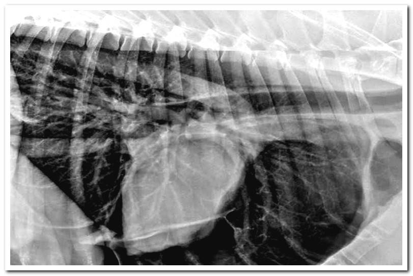x-ray-digestive-system-dog
