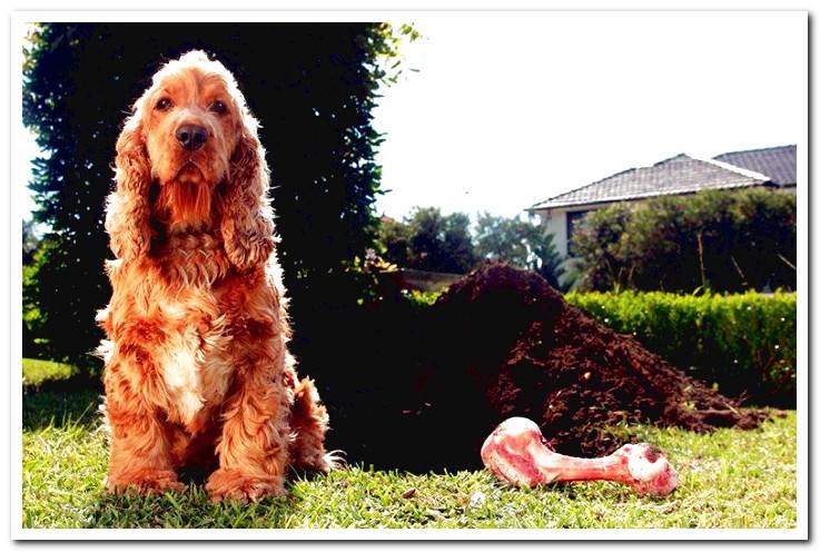 dog-digging-up a bone