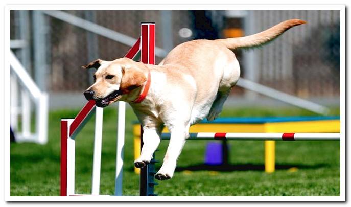 dog doing agility