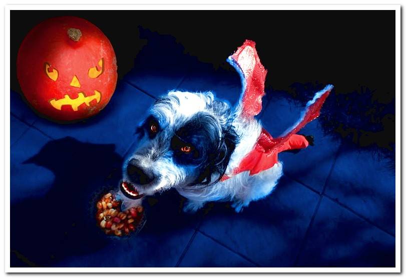 dog-dressed-up-as-demon-on-halloween