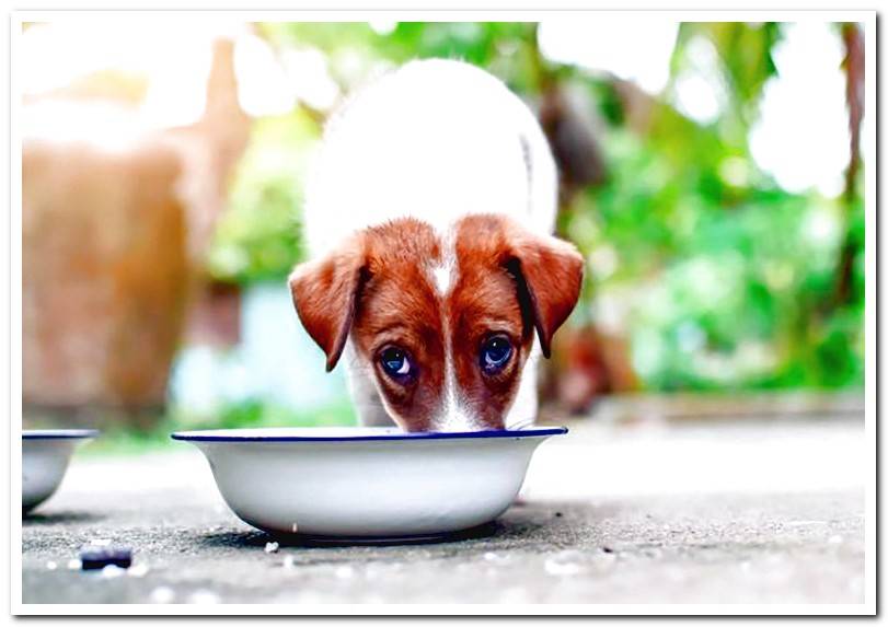 dog drinking milk