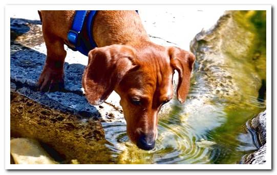 dog drinking water