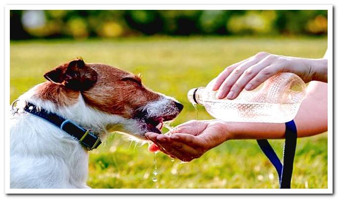 dog drinks water