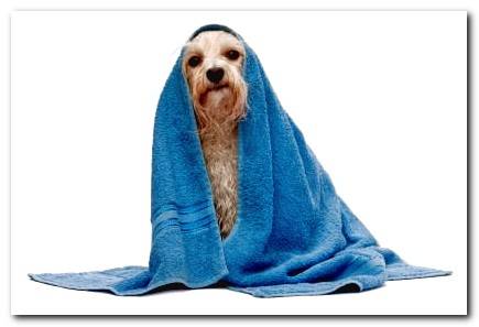towel drying dog