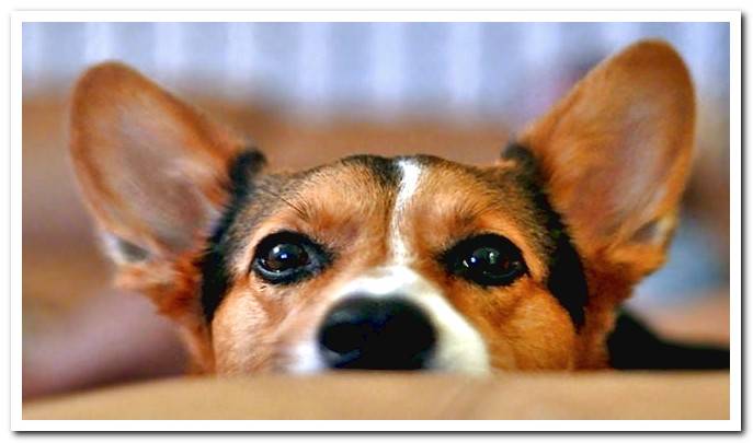 why dogs raise their ears