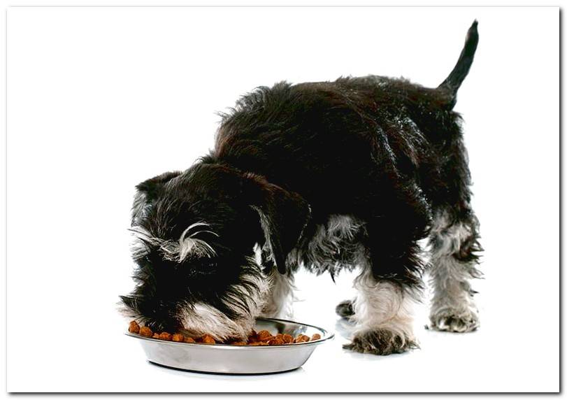 dog-eating-feed-nfnatcane