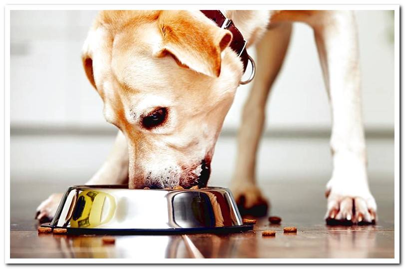 What is the best dog food? Find out!
