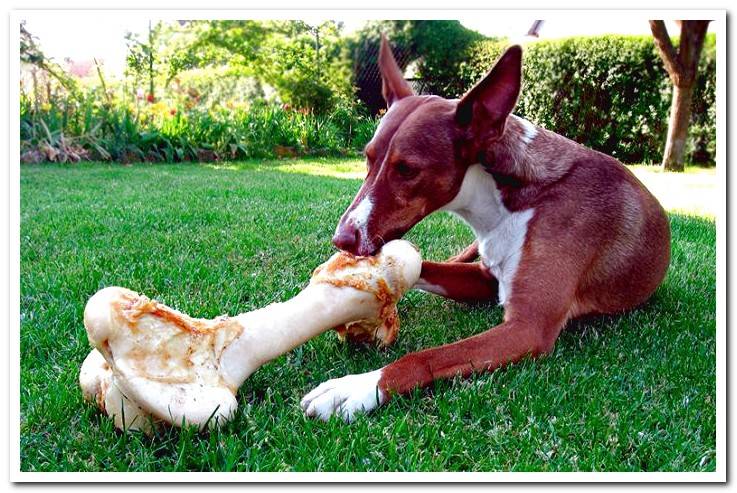 dog-eating-a-large-bone