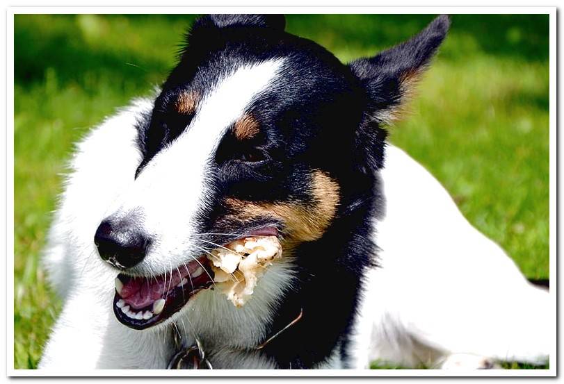 Can a dog eat bones? Raw vs. Cooked