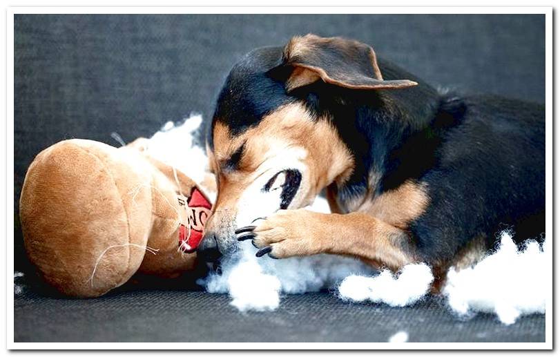 dog-eating-a-stuffed animal