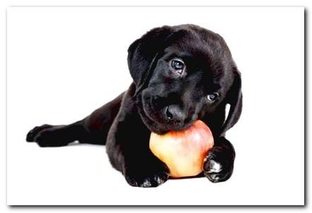 dog eating apple