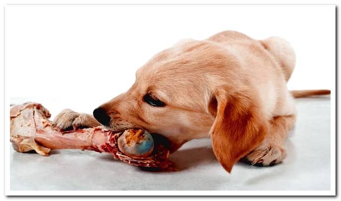 dog eating bone