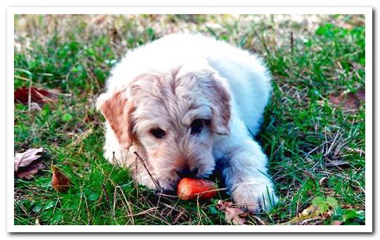 dog-eating-carrot