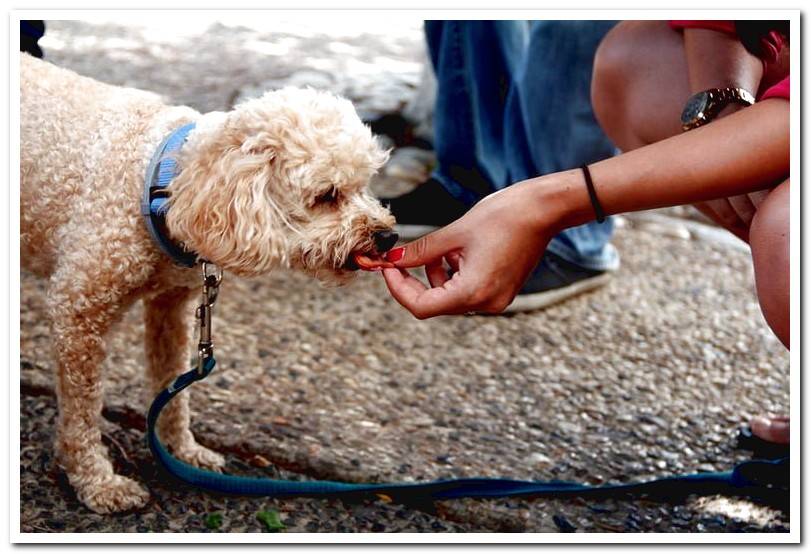 dog-eating-snack-for-cats