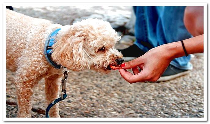 dog-eating-cookie