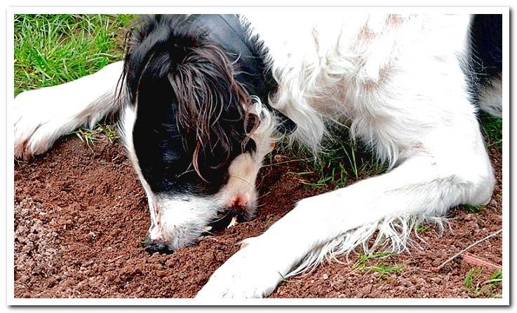dog-eating-dirt