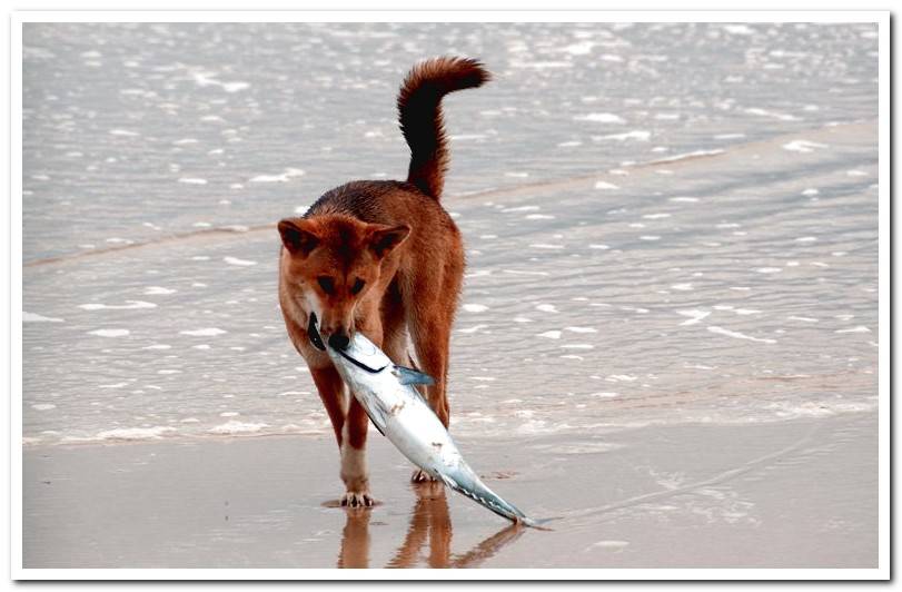 dog-eating-fish