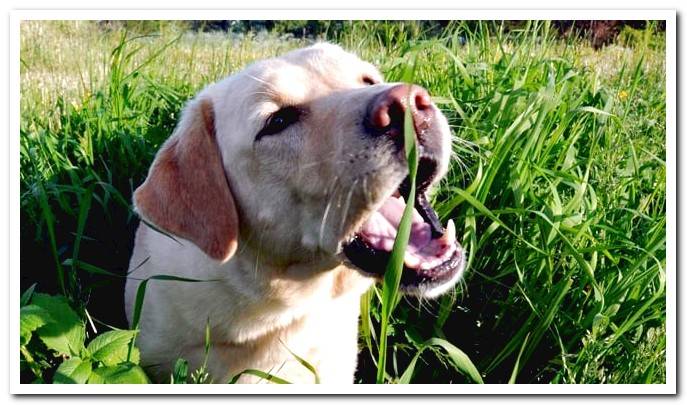 dog eating grass