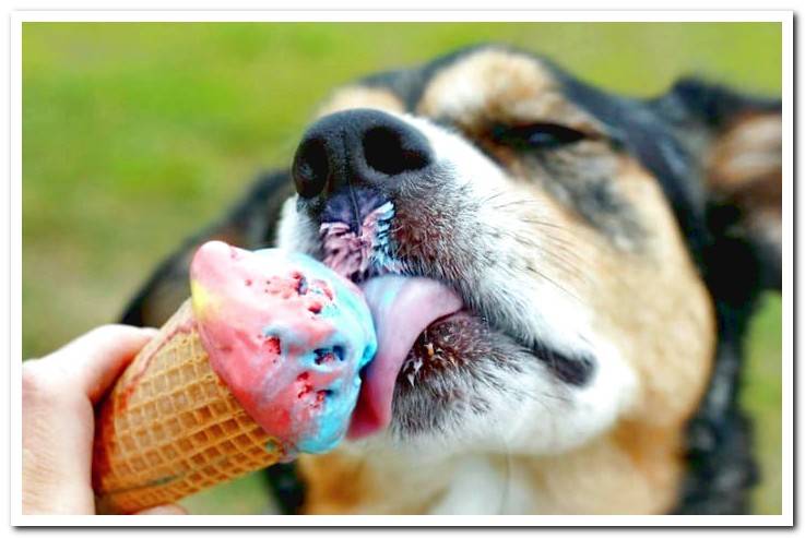 dog-eating-a-homemade-ice-cream